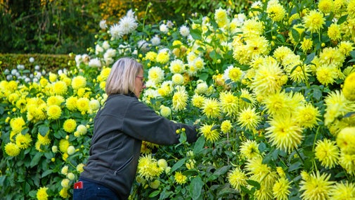 Gardener deadheading dahlias at Anglesey Abbey, Cambridgeshire